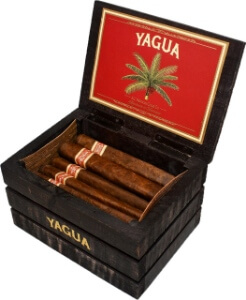 Buy Yagua by J.C. Newman Cigar Company Online: Ditching the cigar molds, this cigar is freshly rolled and then bundled together with rope made from the royal palm leaf.  This creates a unique shape that makes each cigar a slightly different shape.