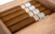 Buy Patoro Terre Blanche Robusto Online: