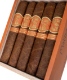 Matilde Quadrata Robusto	