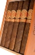 Matilde Quadrata Toro Bravo