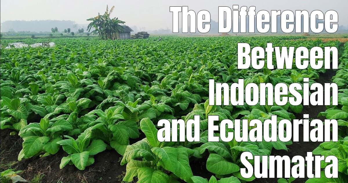 Understanding Brazilian Tobaccos like mata fina, arapiraca, cubra, and braganca