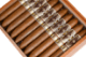 Buy Felipe Gregorio Maxamar 25th Anniversary Online at Small Batch Cigar